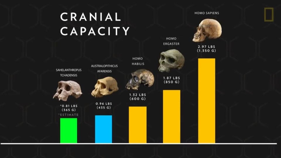 sapiens cranial